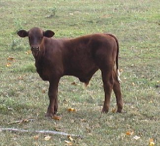 purebred Beefmaster bull