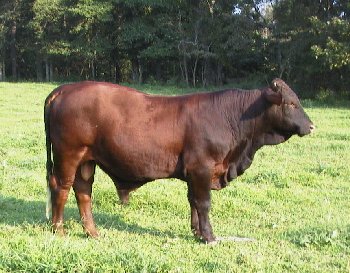 Purebred 14-month old bull