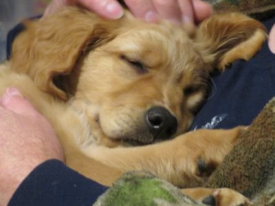 sleeping puppy in lap