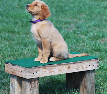 Puppy on place table