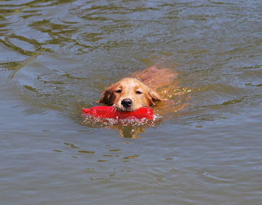 Puppy swimming with bumper