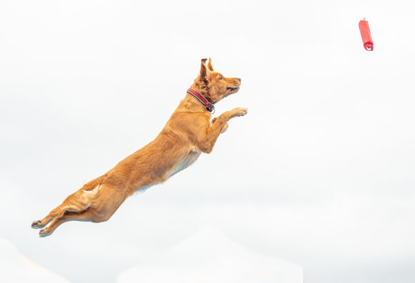 Rae dock diving, August 31, 2020