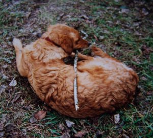 Rain's curly coat