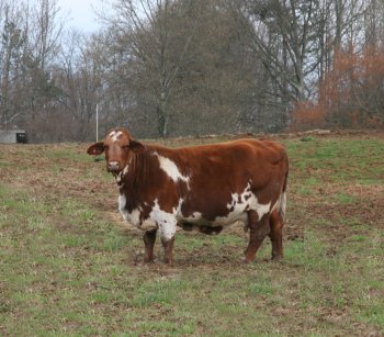 purebred Beefmaster cow