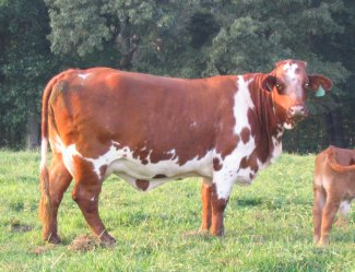 16 month Beefmaster heifer