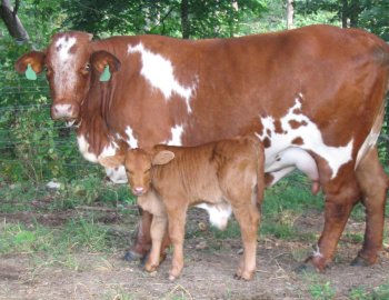 Richland with week-old bull calf