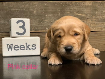 puppy at 3 weeks