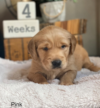 puppy at 4 weeks