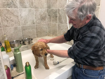 puppy getting bath