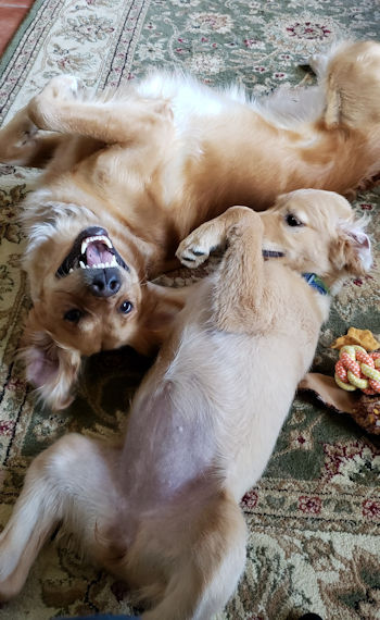 Puppy and dog playing