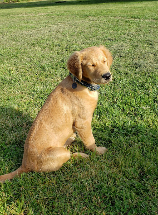 Robin at 4 months, June 3, 2020