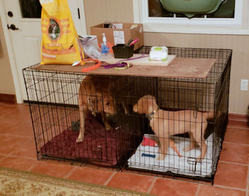 Puppy and dog in side by side crates