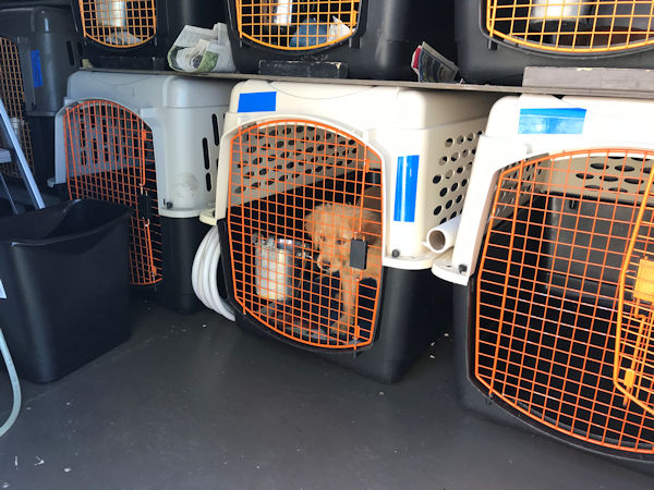 puppy in van