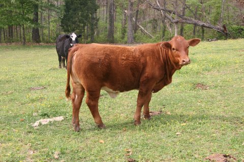 purebred heifer, 8 month