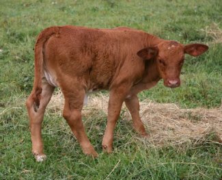 purebred heifer, 1 month
