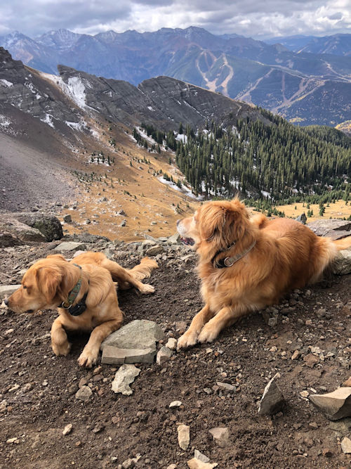 Dogs on top of mountain