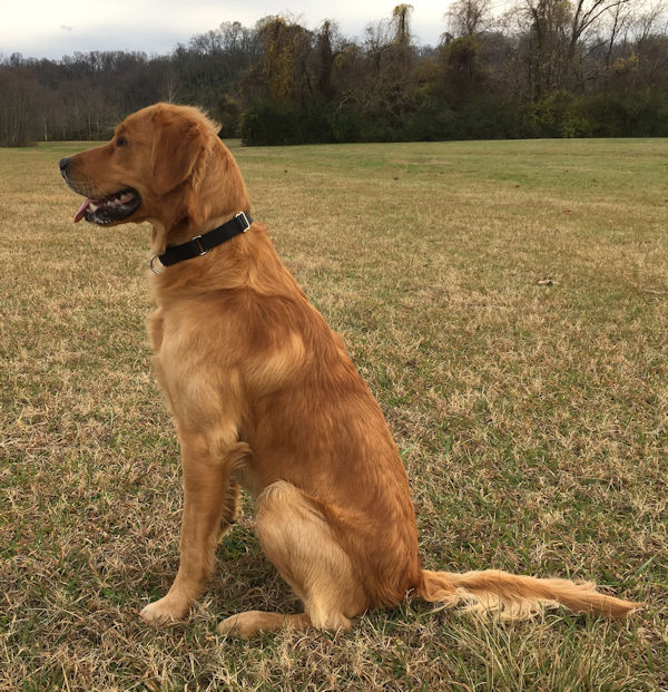 Rowan in the field, December 15, 2017