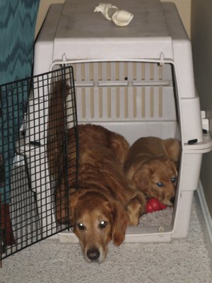 two dogs in one crate