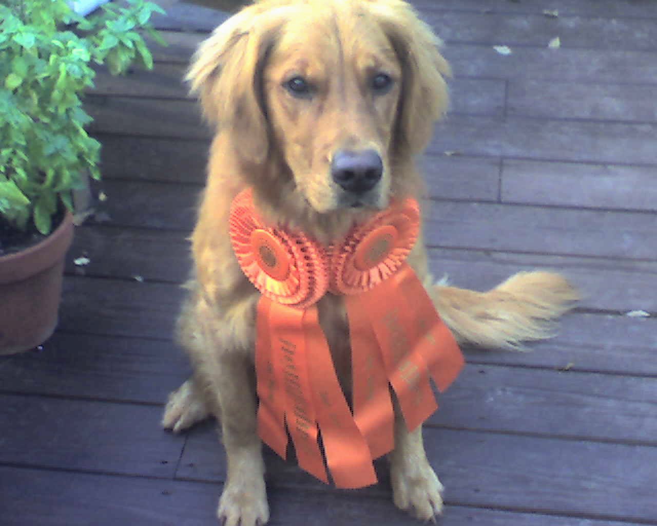 Rusty with two Senior Hunter ribbons