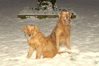 Rusty & Chase in the snow