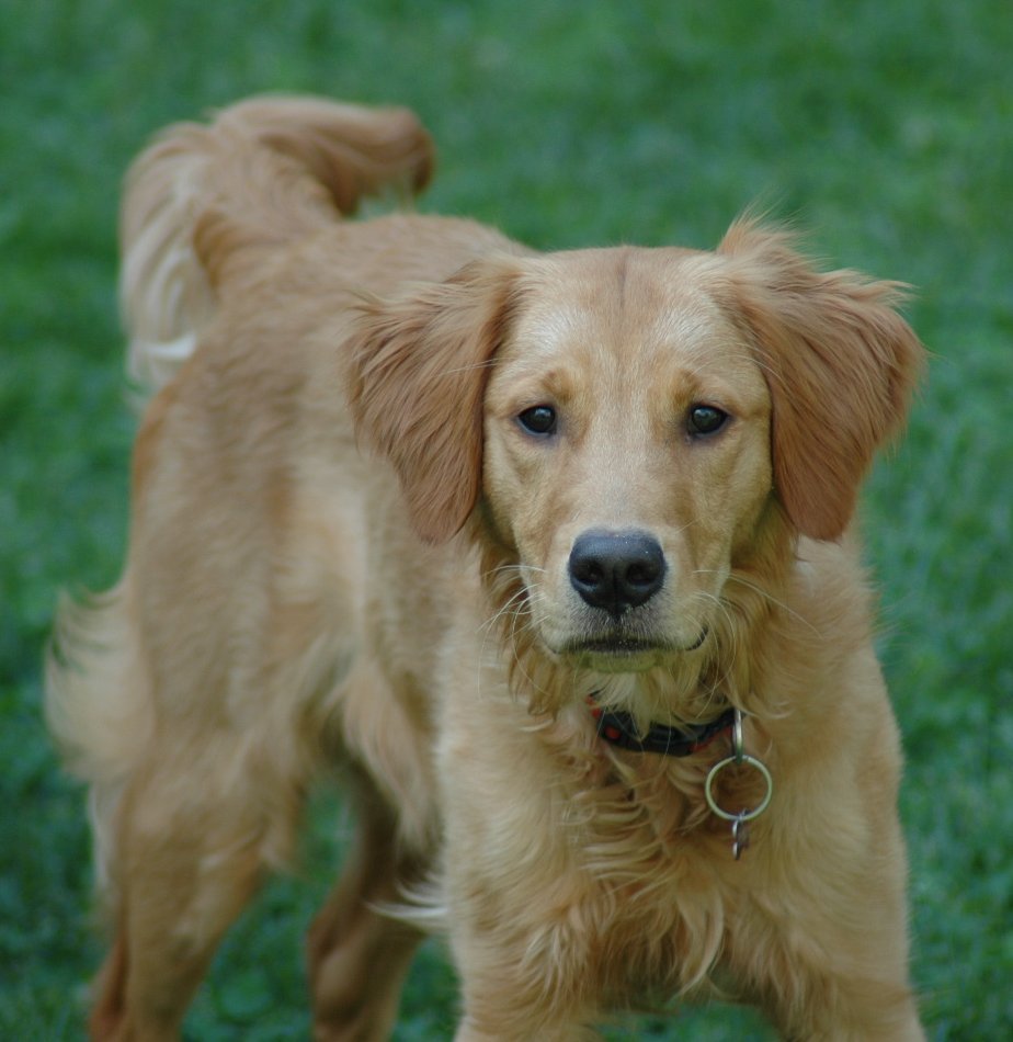 Ryder, 9 months, 2007