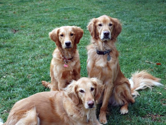 3 goldens