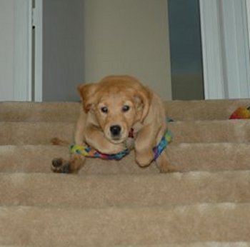 puppy on stairs