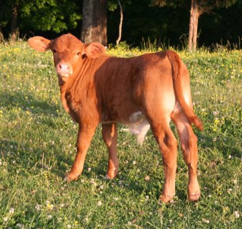 PB bull, 6 weeks