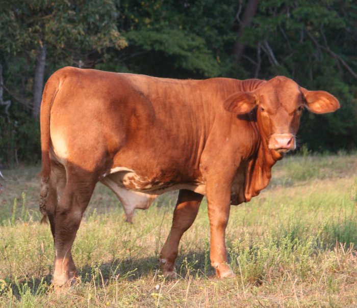 PB bull, 5 months
