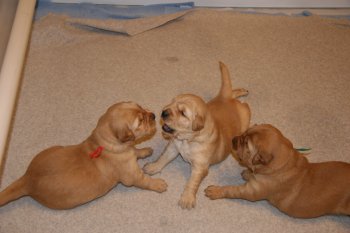 puppy fight