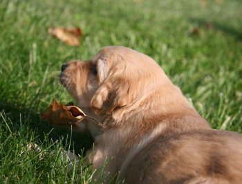 puppy chewing on leaf