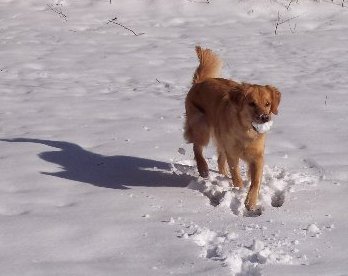 Sedona playing with snowballs