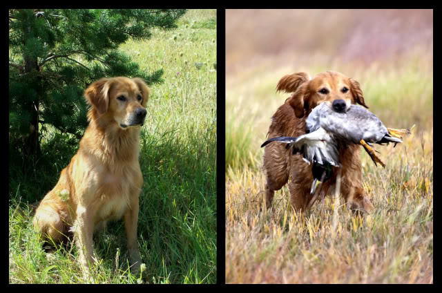 Shag's official portraits