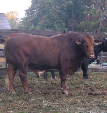 Summers, purebred Beefmaster bull