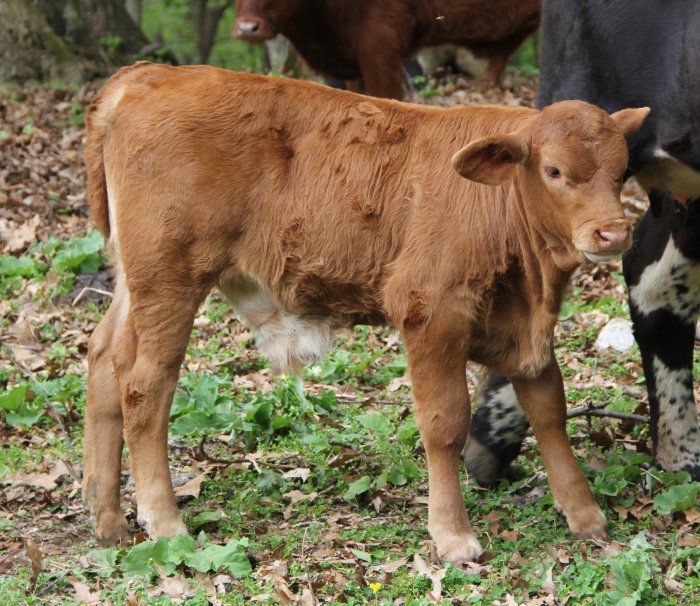 PB bull, 2 months