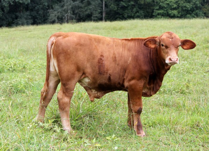 PB bull, 6 months