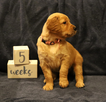 puppy at 5 weeks