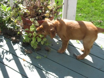 Trooper chewing on potted plant