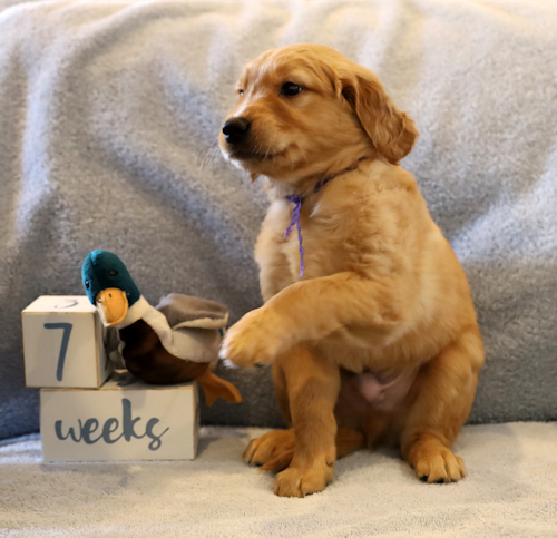 Tucker at 7 weeks