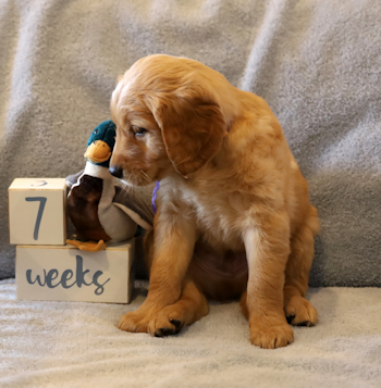 puppy at 7 weeks