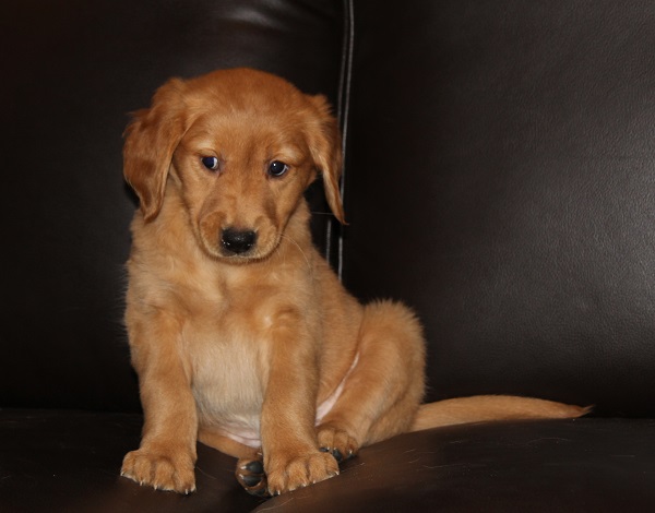 Violet at 7 weeks old