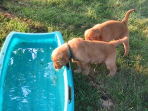 puppies at wading pool