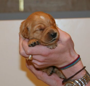 12-day old puppy