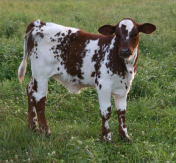 PB heifer, 2 months