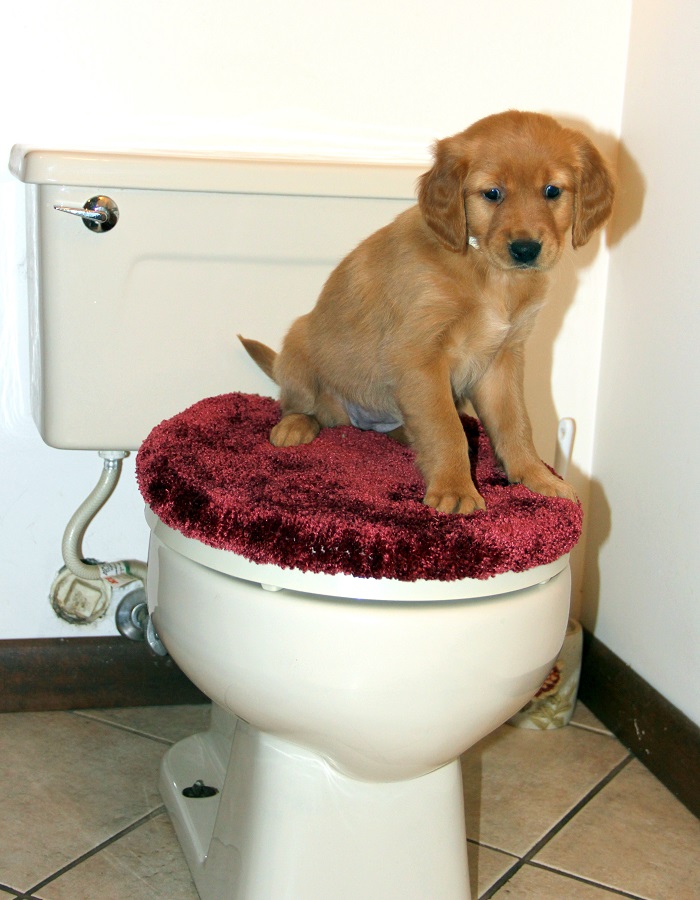 puppy on toilet