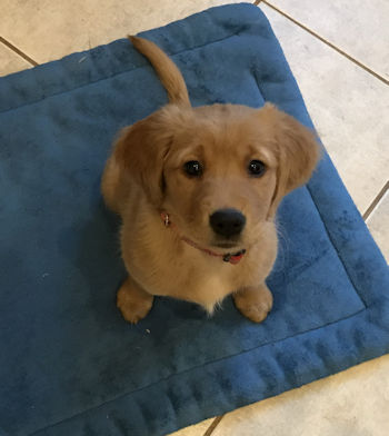 puppy at 9 weeks