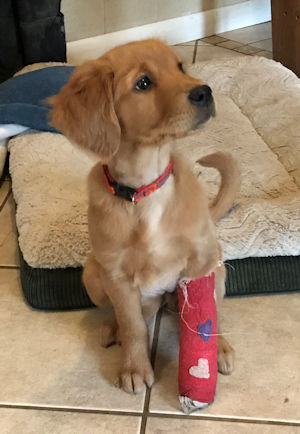 puppy with cast on leg