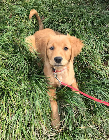 puppy in mondo grass