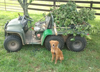 Zoey helping with farmwork