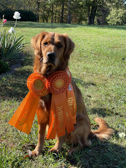 Zoey with her Master Hunter Ribbons, Fall 2020